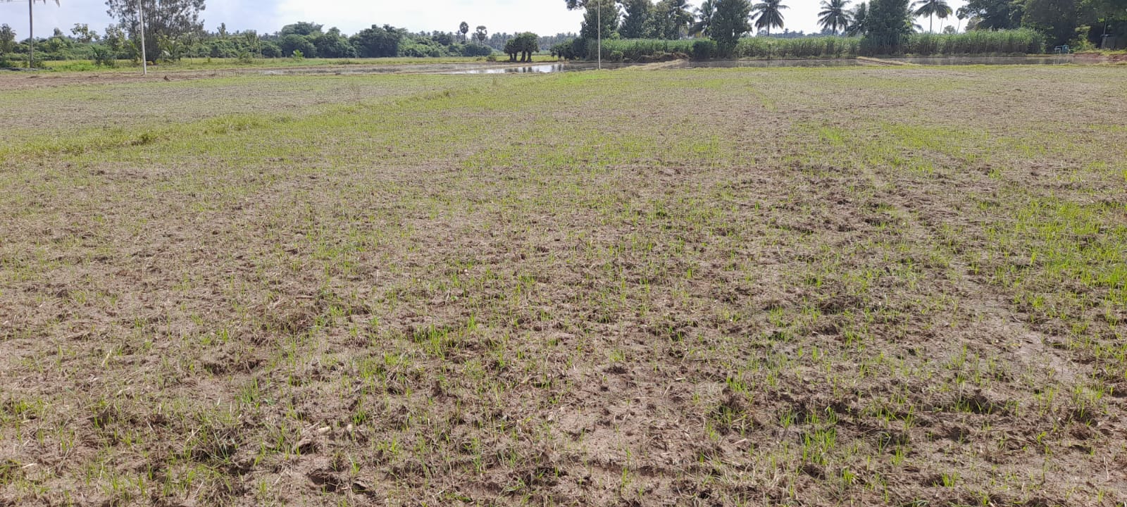 Agricultural Land