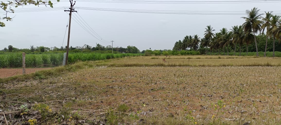 Agricultural Land