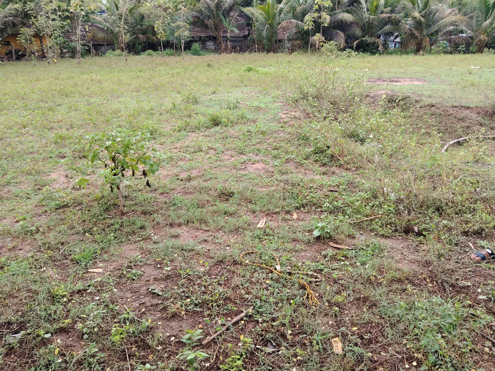 Agricultural Land