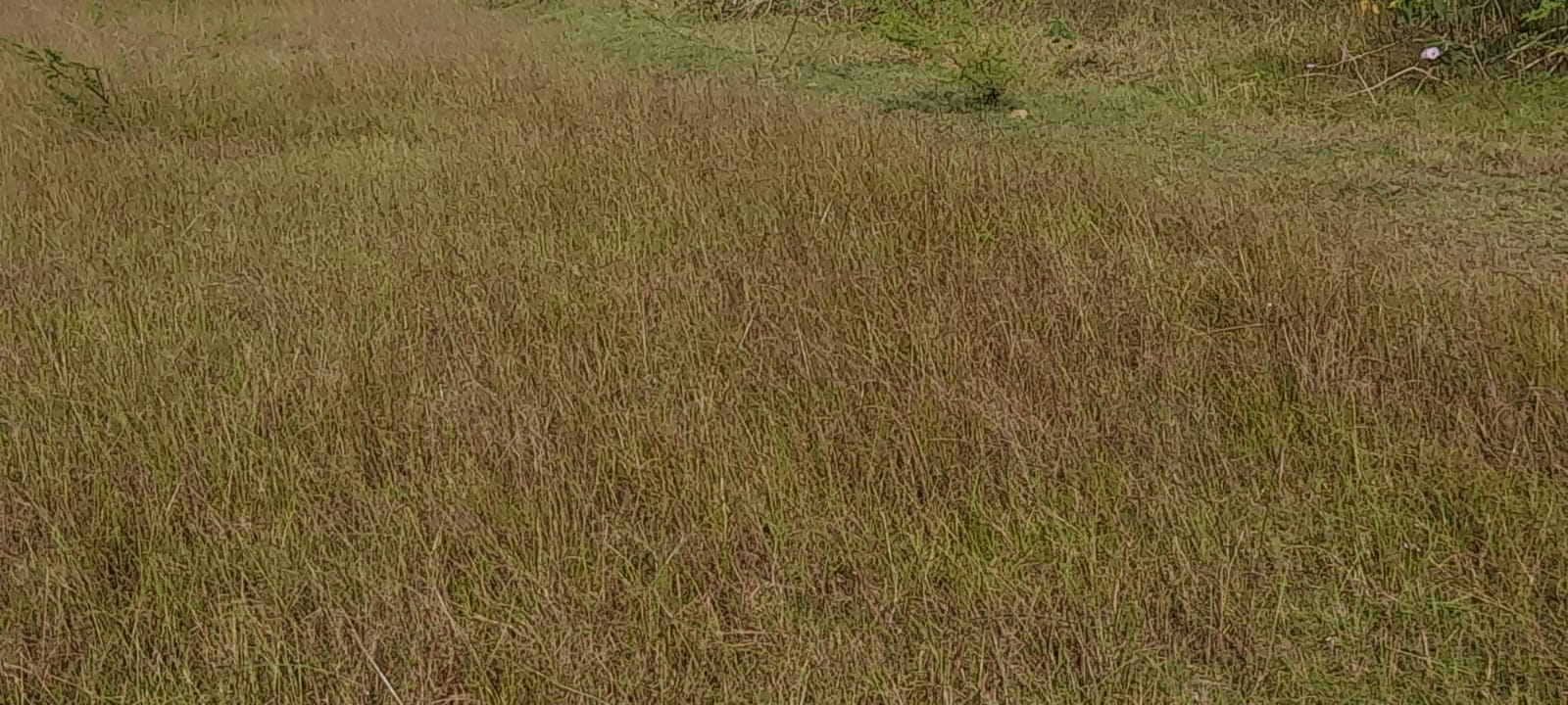Agricultural Land
